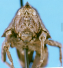 CollectionObject 1574689; 68086e0e-681d-4fa2-8fbc-b86ea9ed8bef, DORSA D034XM01: male, frontal view (syntype). (CollectionObject).