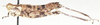 Ophthalmothericles variegatus Descamps, 1977: female, lateral view. (Otu).