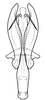 Aedeagus, posterior view on Coarctana occultata Domahovski & Cavichioli, 2023: Male holotype [MUSM]: aedeagus, posterior view. (Observation).
