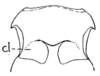 Melanoplus mexicanus (Saussure, 1861): Fig. 56. mesosternum (cl - caudolateral lobes). (Otu).