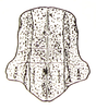 Doriaella cinnabarina Bolívar, 1898: Fig. 18. female pronotum, dorsal view (previously Synonym Pachokeraian novaeguineae). (Otu).