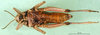 CollectionObject 1501893; f060c4e7-1c18-4ac9-ac5c-9c3627815b68: female, ventral view (paratype). (CollectionObject).