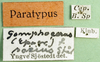 CollectionObject 1575300; a1021366-b37d-40b7-9840-e167a836eb5a: labels (syntype of Gomphocerus (Epacromia) socius). (CollectionObject).