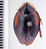 Phoraspis brachytaenia Hebard, 1921: Photo by Heidi Hopkins. dorsal habitus. (Otu).
