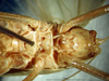 CollectionObject 1500358; 882688cc-4ebc-48a3-9519-d9406fbfcfc9, DORSA BTlioaduS01: male sternites (syntype). (CollectionObject).