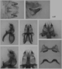 Melanoplus flabellatus (Scudder, 1878): male genitalia. (Otu).