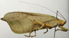 CollectionObject 1535078; c01a7bb7-e959-458c-a542-8c77e7c05b51: male, lateral view (lectotype). (CollectionObject).