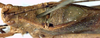 CollectionObject 1531818; db61148a-a95b-4e7c-9829-ce87144cc4f2: male, female pronotum and stridulatory apparatus (syntype of Phyllophyrama rotundata Karny). (CollectionObject).;CollectionObject 1531819; 7e2b611e-4022-4905-8c3e-7b9cb5faaad2: male, female pronotum and stridulatory apparatus (syntype of Phyllophyrama rotundata Karny). (CollectionObject).