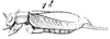 Lerneca fuscipennis (Saussure, 1874): Pl. 15, Fig. 35(1). male, lateral view. (Otu).