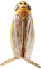 Habitus, dorsal view: Habitus, dorsal view (male). (Observation).