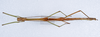 CollectionObject 1557316; ef8f46dd-15ca-4ae9-809c-7fa67f2aa06a: copyright ZMUH, Hamburg. male (holotype). (CollectionObject).