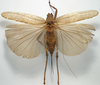 CollectionObject 1517024; 9a5518a7-bf72-486d-91b2-b146dbadad85: female, dorsal view (holotype of Meroncidius marginatus). (CollectionObject).