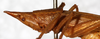 CollectionObject 1531625; 7af52504-3828-4b1b-bf63-70cec441861e: female, head and pronotum, lateral view (holotype). (CollectionObject).