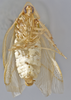 CollectionObject 1568233; 51fe510e-f646-41d6-9528-fb4fa08385a5: Photo by Heidi Hopkins. Holotype, adult male, ventral habitus. (CollectionObject).