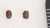 Candovia robinsoni Brock & Hasenpusch, 2007: copyright Paul D. Brock. eggs: dorsal and lateral views (scale bar, 1mm). (Otu).