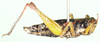 Ruwenzoracris stanleyana Rehn, 1914: lateral view (Birungocoptera gyldenstolpei). (Otu).