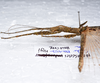 CollectionObject 1576225; 985b8913-dce5-4f73-8c67-3ef86f73e59a: copyright FRCS, Sabah. female: head & thorax, lateral view (holotype). (CollectionObject).