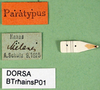 CollectionObject 1564709; 0d62b4cc-38a4-4a15-b579-2956e33b3c96: labels (paratype). (CollectionObject).