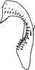 Subgenital plate: Subgenital plate (E. melianus). (Observation).