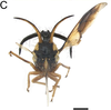 Head on Cyphonia longistyla Sakakibara, 1972: (Observation).