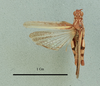 Paracharora popovi Fishelson, 1993: male, dorsal view (holotype). (Otu).