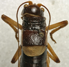 CollectionObject 1535224; 9444af8a-723b-4feb-8f94-bf6c4d147194: male pronotum, dorsal view (lectotype). (CollectionObject).