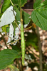 copyright Paul D. Brock. female Acanthoxyla prasina [type species], in nature on Rubus sp. New Zealand: Otaihanga, 12 February 2015. Depicts Acanthoxyla Uvarov, 1944, an Otu.