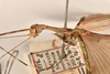 CollectionObject 1562011; d0fd38b0-812a-4732-b437-3bae1f4bbb2a: copyright OUMNH. male: head & thorax, lateral view of Necroscia erechtheus (syntype). (CollectionObject).;CollectionObject 1562012; 1cafc347-a623-4e9f-89b9-bc1986ae0f07: copyright OUMNH. male: head & thorax, lateral view of Necroscia erechtheus (syntype). (CollectionObject).