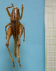CollectionObject 1542680; 24a158c9-1cc9-467f-9b39-fe6663e8f3ed: male, dorsal view (holotype). (CollectionObject).