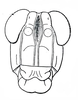 Fig. 34. male, face. Depicts Basutacris inflatifrons Brown, 1962, an Otu.