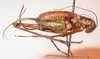 CollectionObject 1543579; 6f2b4654-9c63-4f13-8d76-511265808e8c: female, lateral view (holotype). (CollectionObject).