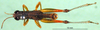 CollectionObject 1590656; 43547914-3014-4cb1-8c78-1f43f9e3e430: male, dorsal view (paralectotype). (CollectionObject).