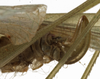 female ovipositor (syntype of Phaneroptera conspersa). Depicts CollectionObject 1529810; ddc9d82a-9c86-455d-a2ab-9ccfa29c7446, a CollectionObject.