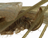 CollectionObject 1529810; ddc9d82a-9c86-455d-a2ab-9ccfa29c7446: female ovipositor (syntype of Phaneroptera conspersa). (CollectionObject).