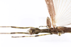 CollectionObject 1590115; e3aaa19d-a06f-40a0-b155-68df1664a497: copyright Oskar Conle. male: head & thorax, dorsal view (paratype). (CollectionObject).
