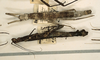 CollectionObject 1560143; 4529c27e-7b06-43f1-896c-6defc05801a9: copyright ZMUH, Hamburg. female (paralectotypes). (CollectionObject).;CollectionObject 1560144; 6704a3d5-a829-49bb-adbc-5b783536858d: copyright ZMUH, Hamburg. female (paralectotypes). (CollectionObject).