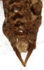 CollectionObject 1532457; 51a3be06-ecff-488c-8165-541ec8849cf7: male abdomen tip, ventral view (holotype). (CollectionObject).