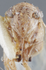 Head on Exitianus okahandia Ross, 1968: Head/Face. (Observation).