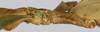 CollectionObject 1591394; 184570da-724c-401a-b5f6-a98109ee7314: copyright IMQC Montreal. male thorax, lateral view (holotype). (CollectionObject).