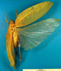 CollectionObject 1501719; aab67b29-9c87-4d27-9200-d6076d456442, DORSA BTlioaduS02: female, dorsal view (syntype). (CollectionObject).