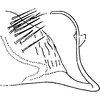 Pygofer, lateral view on Platymetopius (Platymetopius) major (Kirschbaum, 1868): Pygofer, lateral view. (Observation).