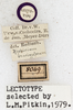 CollectionObject 1531493; 9d4f0e05-3fee-4a7c-b29f-84fd159b06f3: labels (lectotype of Xiphidium brachypterum). (CollectionObject).