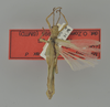 Microphyllium Zompro, 2001: copyright SMTD. male (holotype) of Microphyllium spinithorax TYPE SPECIES. (Otu).