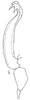 Connective: !! display not done !! on Scaphoidula Osborn, 1923: aedeagus/connective, laterally. (Observation).