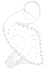 Neomenocria advena (Spinola, 1839): (Otu).