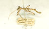 CollectionObject 1560469; 2c3a4969-de4b-45ee-a653-2d3d809502f3: copyright Oliver Zompro. male (holotype). (CollectionObject).