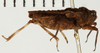 CollectionObject 1529979; NHRS NRM-ORTH 12975, a59ca0ac-20da-4551-8bdb-c0233b5251db: male, lateral view (holotype). (CollectionObject).