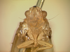 Head: !! display not done !! on Buca simplex Walker, 1858: (Observation).