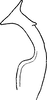 Stylus: Stylus, ventrolateral view. (Observation).