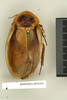 CollectionObject 1572836; bf19120e-a518-41c0-96d7-2597ae76e34b: Copyright Natural History Museum, London. Non-type (adult female) in BM(NH). Dorsal view. (CollectionObject).